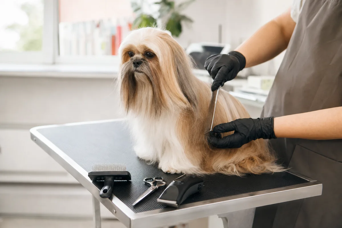 Table de toilettage en inox dans un salon lumineux avec brosses et ciseaux, à côté d’un petit chien à poil long